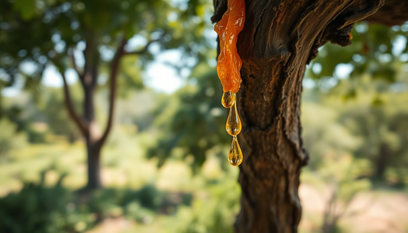 Récolter la résine de myrrhe depuis le Commiphora myrrha, mettant en valeur sa couleur dorée.